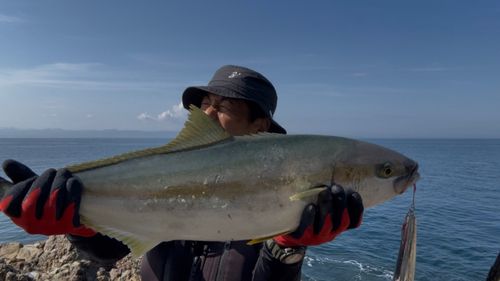 ヒラマサの釣果