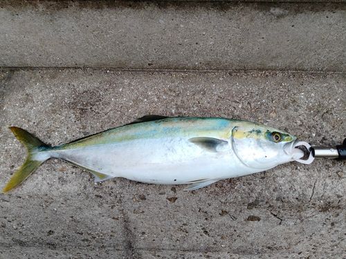 フクラギの釣果