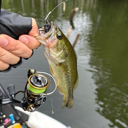 ラージマウスバス