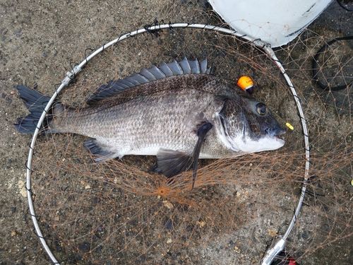チヌの釣果
