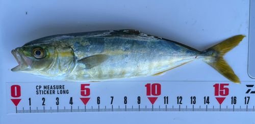 モジャコの釣果