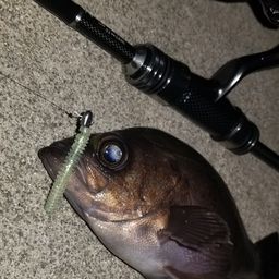 メバル
