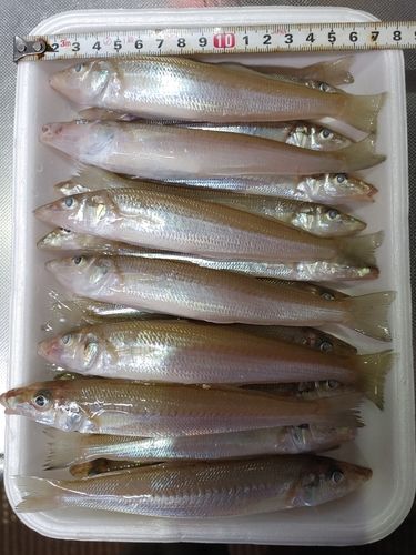 キスの釣果