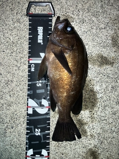 メバルの釣果