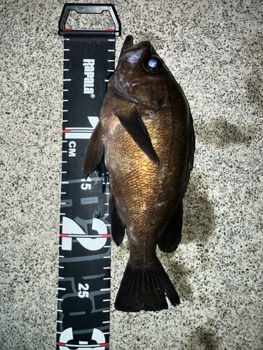 メバルの釣果