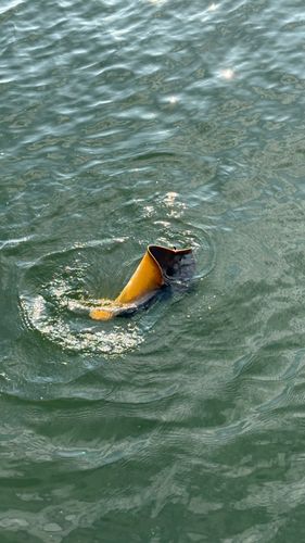 アカエイの釣果