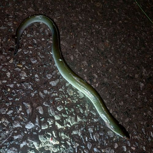ウナギの釣果