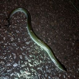 ウナギ