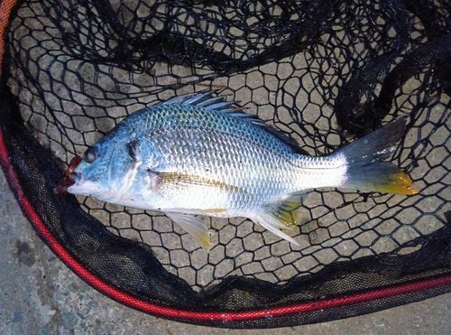 キビレの釣果