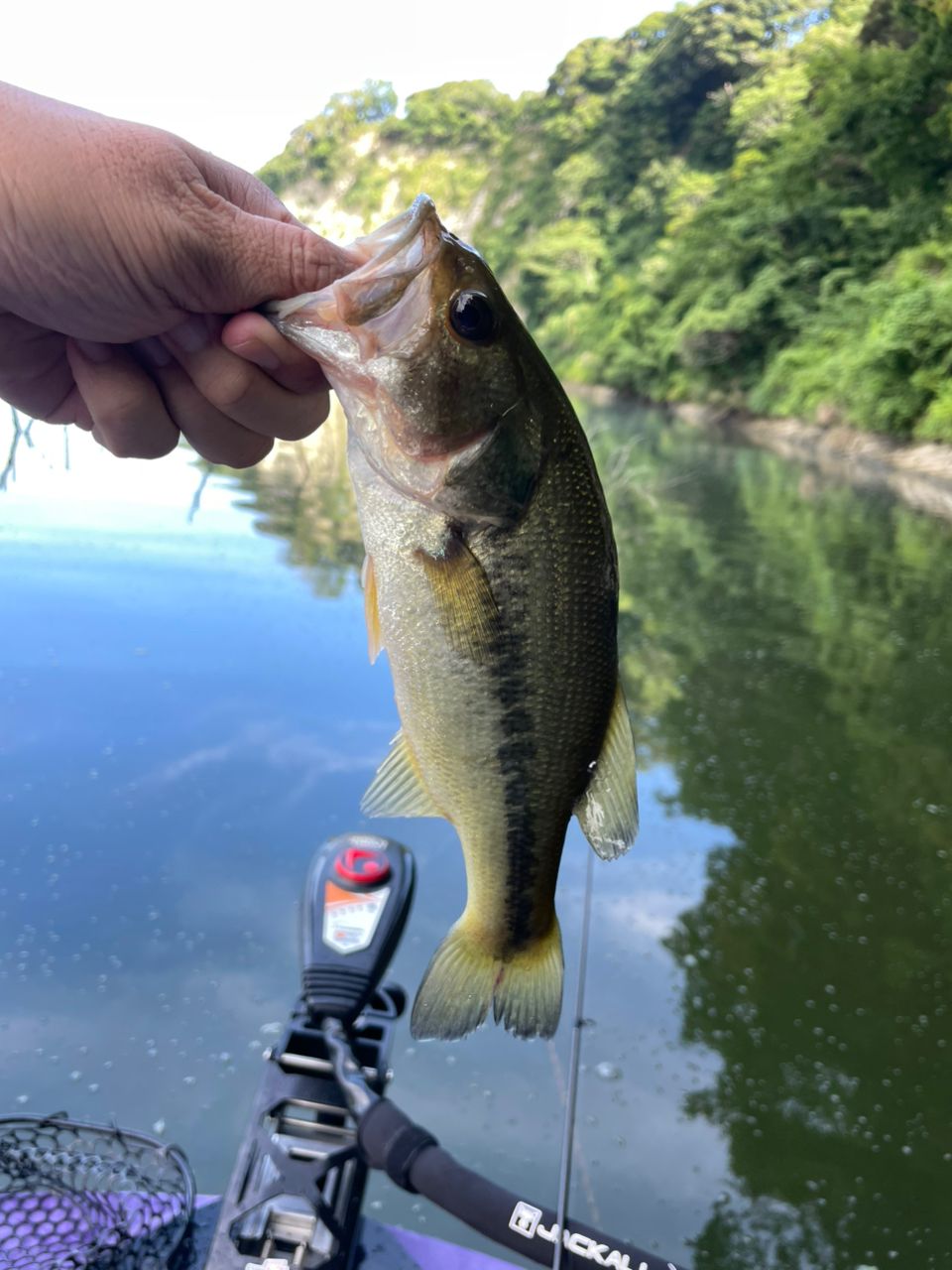 ラージマウスバス