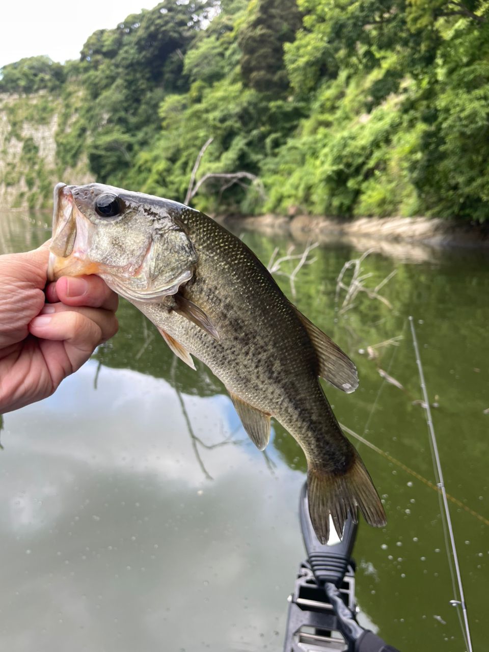 ラージマウスバス