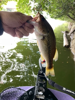 ラージマウスバスの釣果