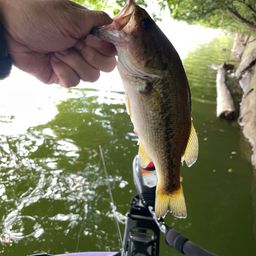 ラージマウスバス