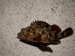 カサゴの釣果