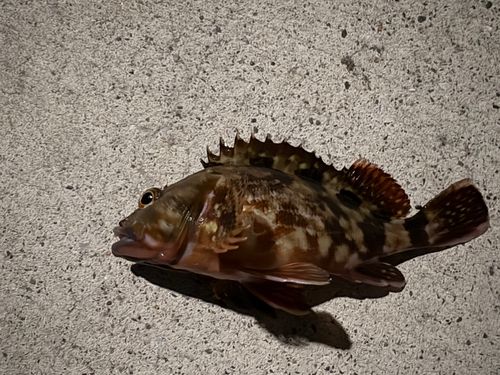 カサゴの釣果