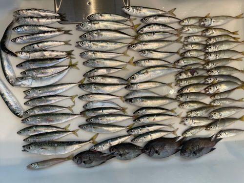 サバの釣果