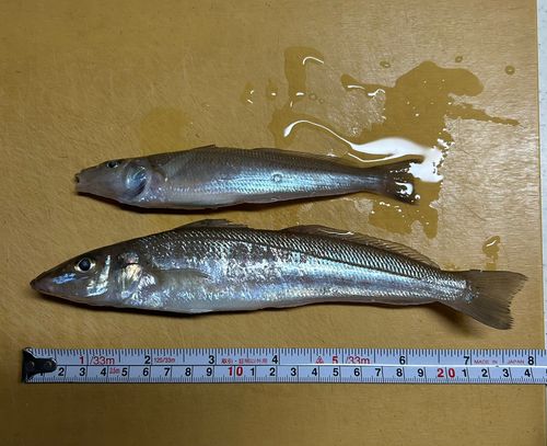 キスの釣果
