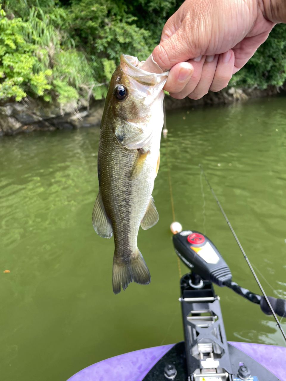 ラージマウスバス