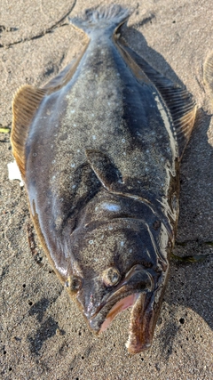 ヒラメの釣果