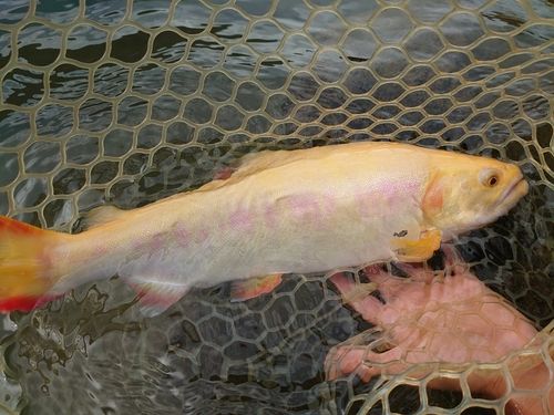 ヤマメの釣果