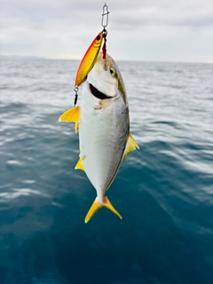 ショゴの釣果