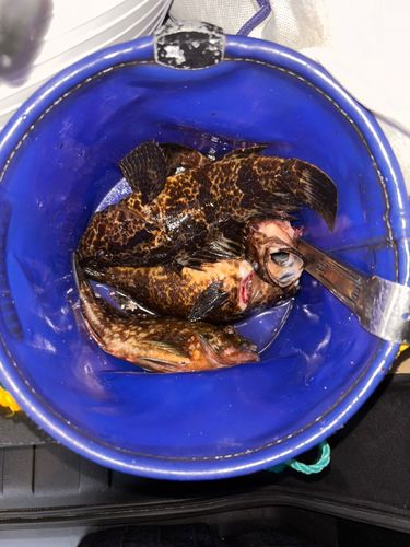 カサゴの釣果