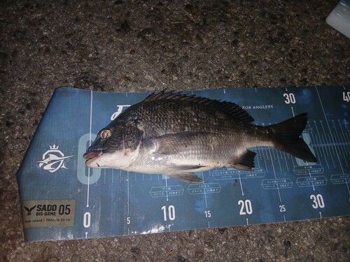 クロダイの釣果