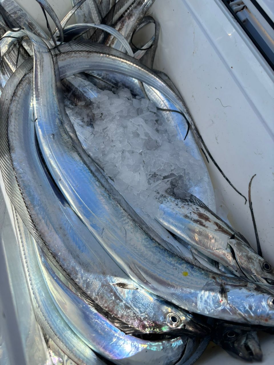 なっちん🎀さんの釣果 2枚目の画像