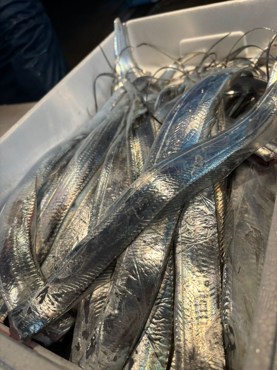 なっちん🎀さんの釣果 3枚目の画像