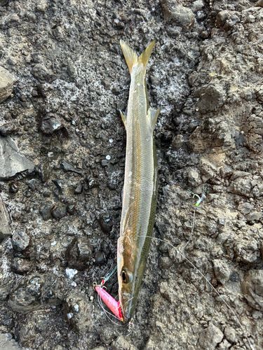 カマスの釣果