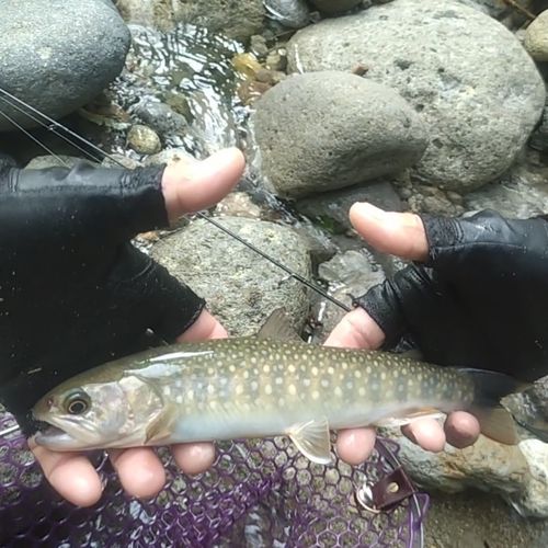 イワナの釣果
