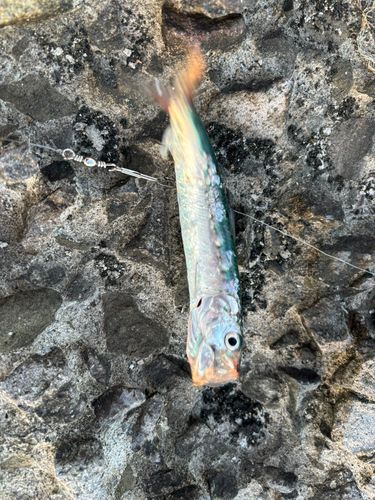イワシの釣果