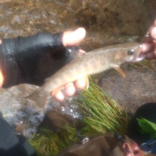 イワナの釣果