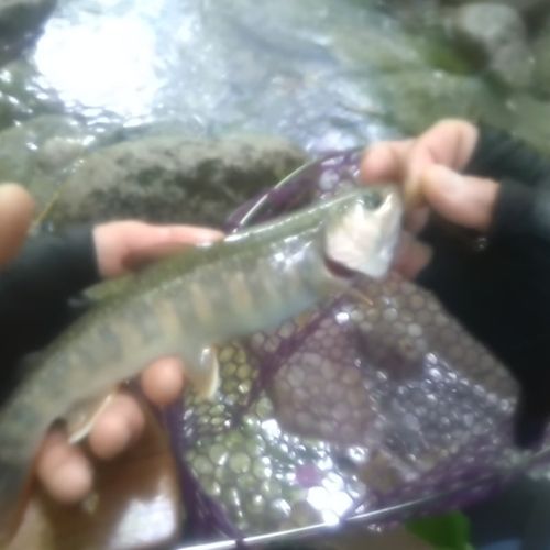 イワナの釣果