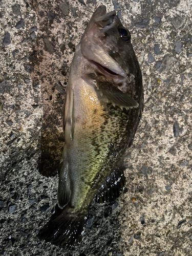 クロソイの釣果