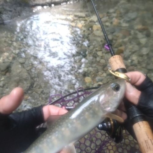 イワナの釣果