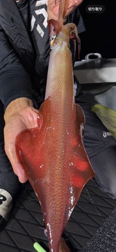 ケンサキイカの釣果
