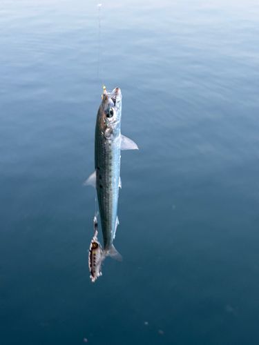 イワシの釣果