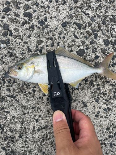 カンパチの釣果