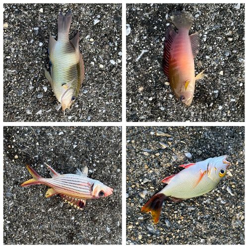 ハマフエフキの釣果