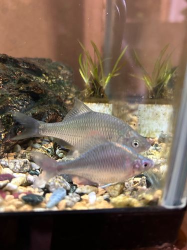 カネヒラの釣果