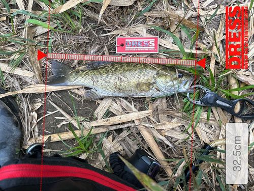 スモールマウスバスの釣果