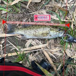 スモールマウスバス