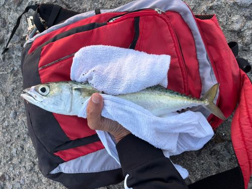 サバの釣果