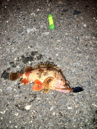 ヨロイメバルの釣果
