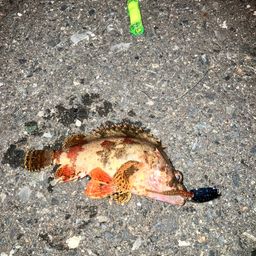 ヨロイメバル