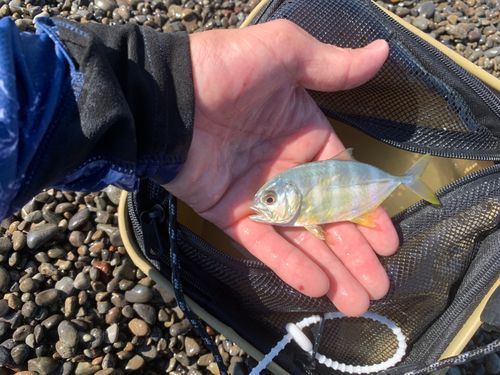 ギンガメアジの釣果