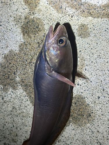 エゾイソアイナメの釣果