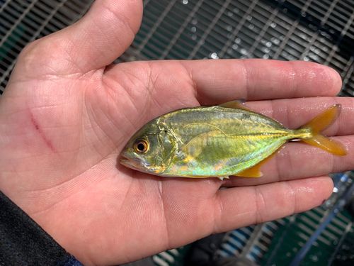 ギンガメアジの釣果