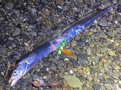 テンジクタチの釣果